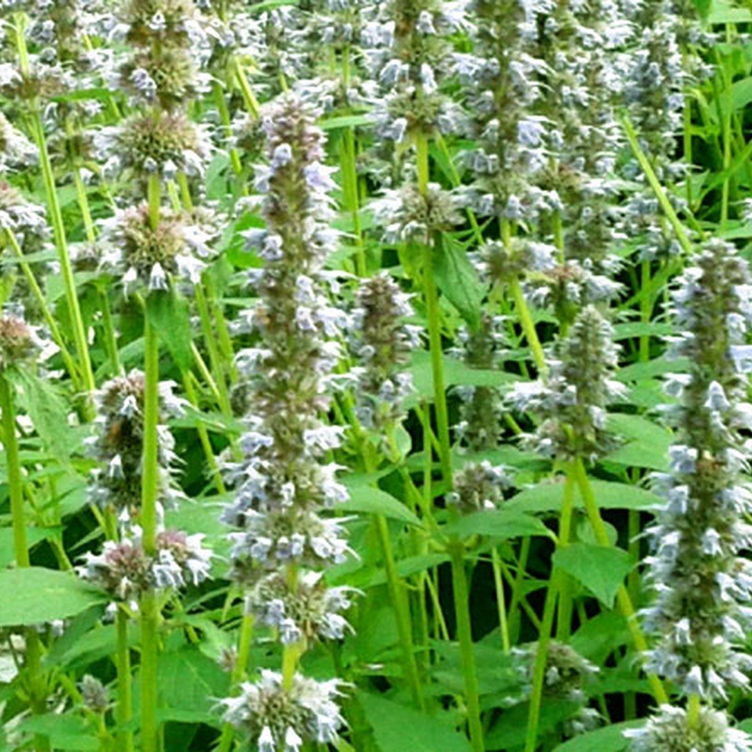 Meksida Dev Beyazı Hyssop Çiçeği Tohumu (50 tohum)