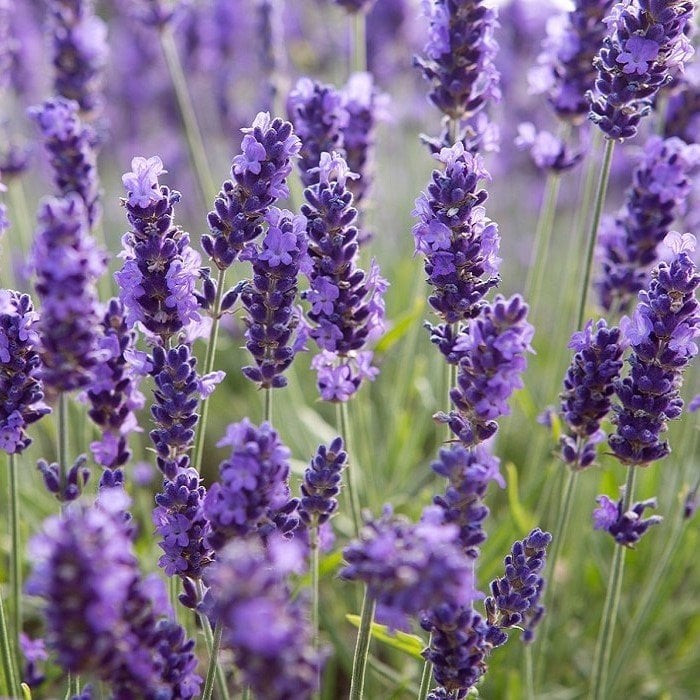 Angustifolia Lavandula Lavanta Çiçeği Tohumu (100 adet)