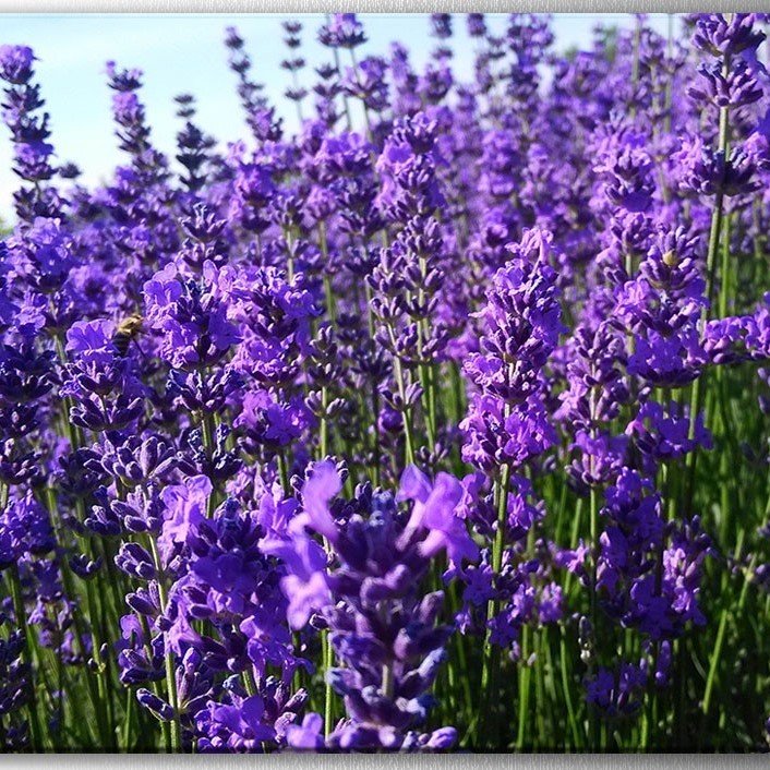 Angustifolia Lavandula Lavanta Çiçeği Tohumu (10 gram)