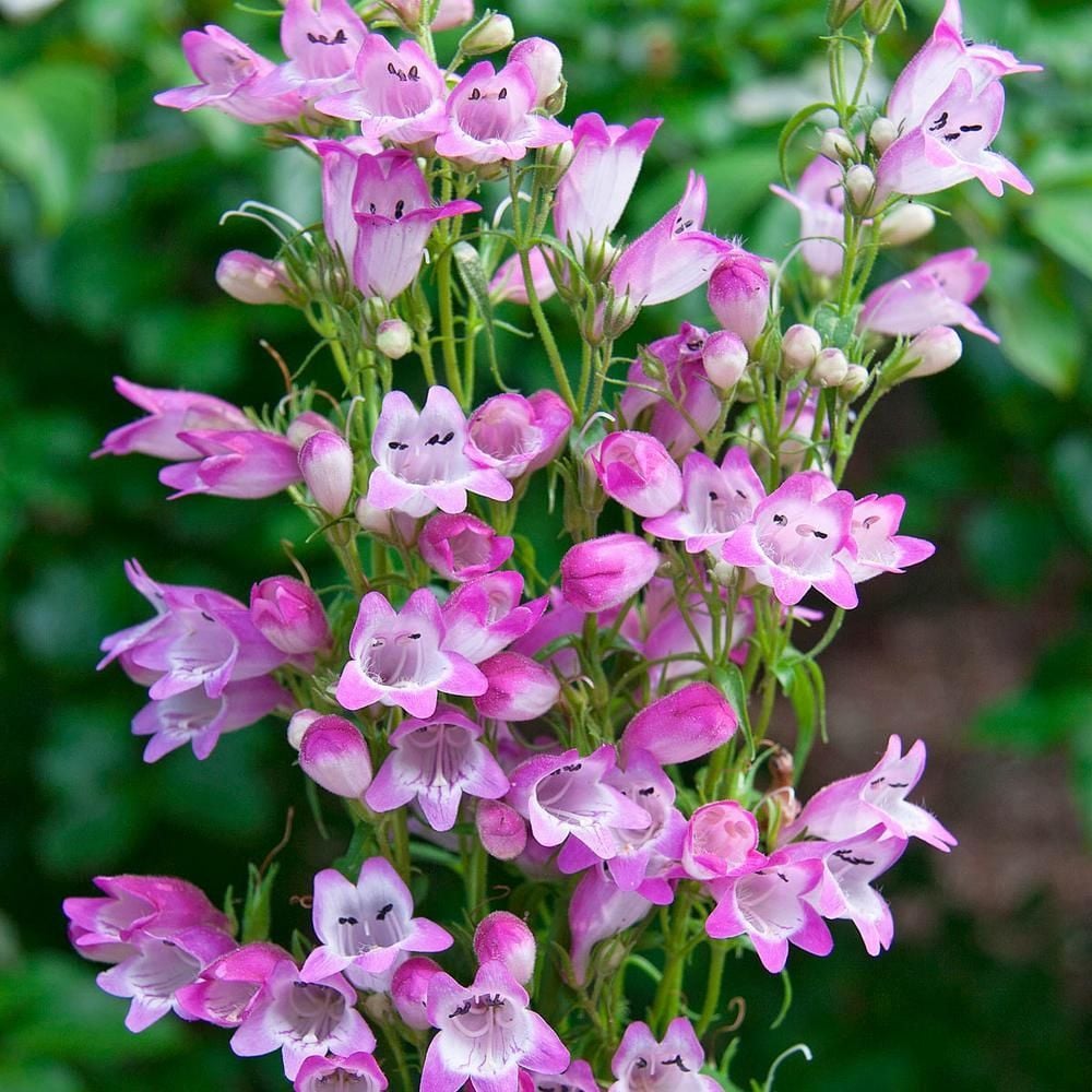 Lady Sweet Penstemon Çiçeği Tohumu (50 adet)