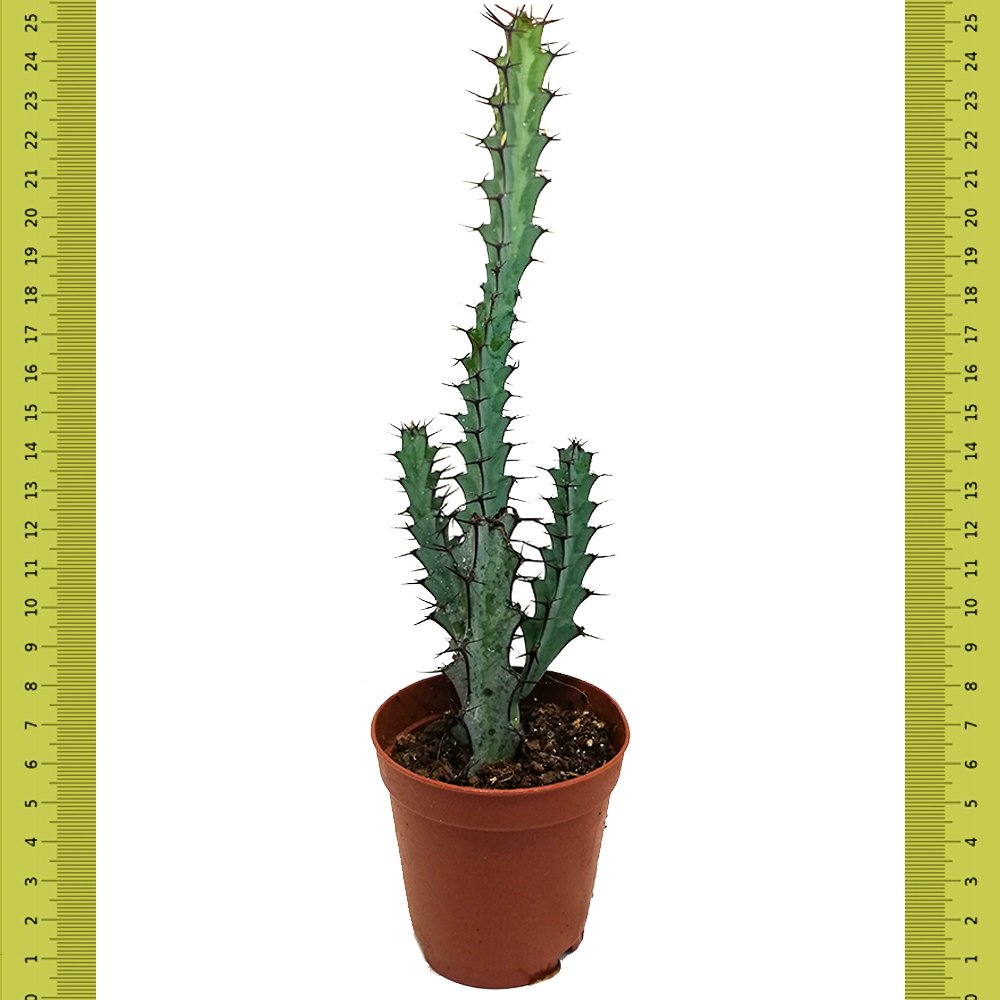 Boyalı Euphorbia Greenwayi Kaktüs (5 Cm Saksıda)