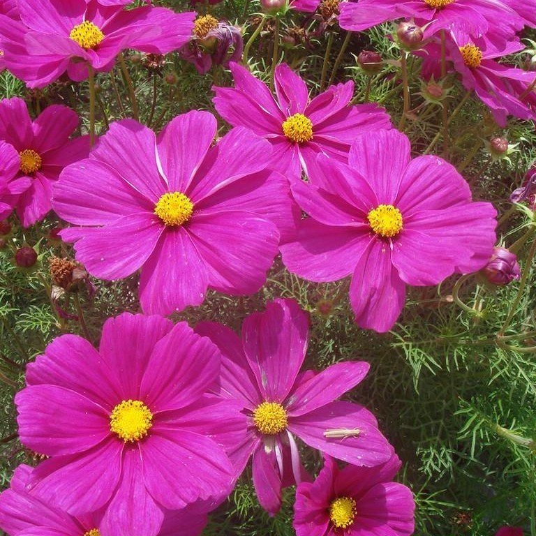 Cosmos Çiçeği Tohumu