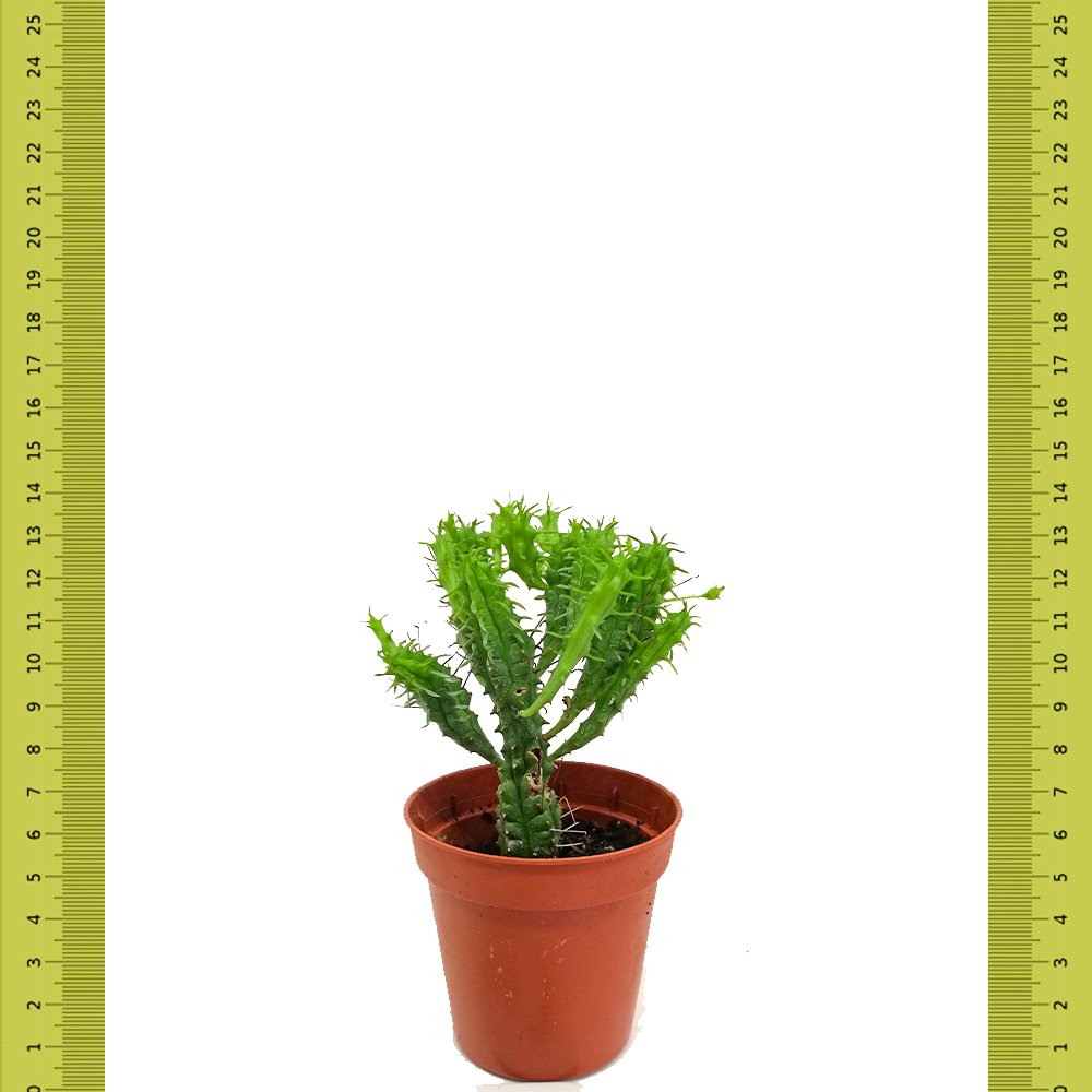 Nadir Çeşit Euphorbia Mammillaris Kaktüs (Saksıda)