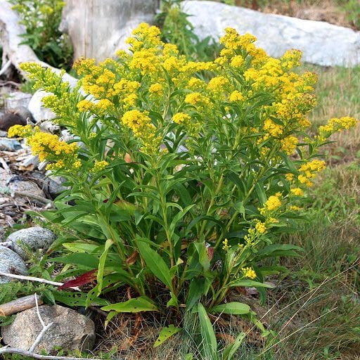 Stiff Goldenrod Çiçeği Tohumu (100 tohum)