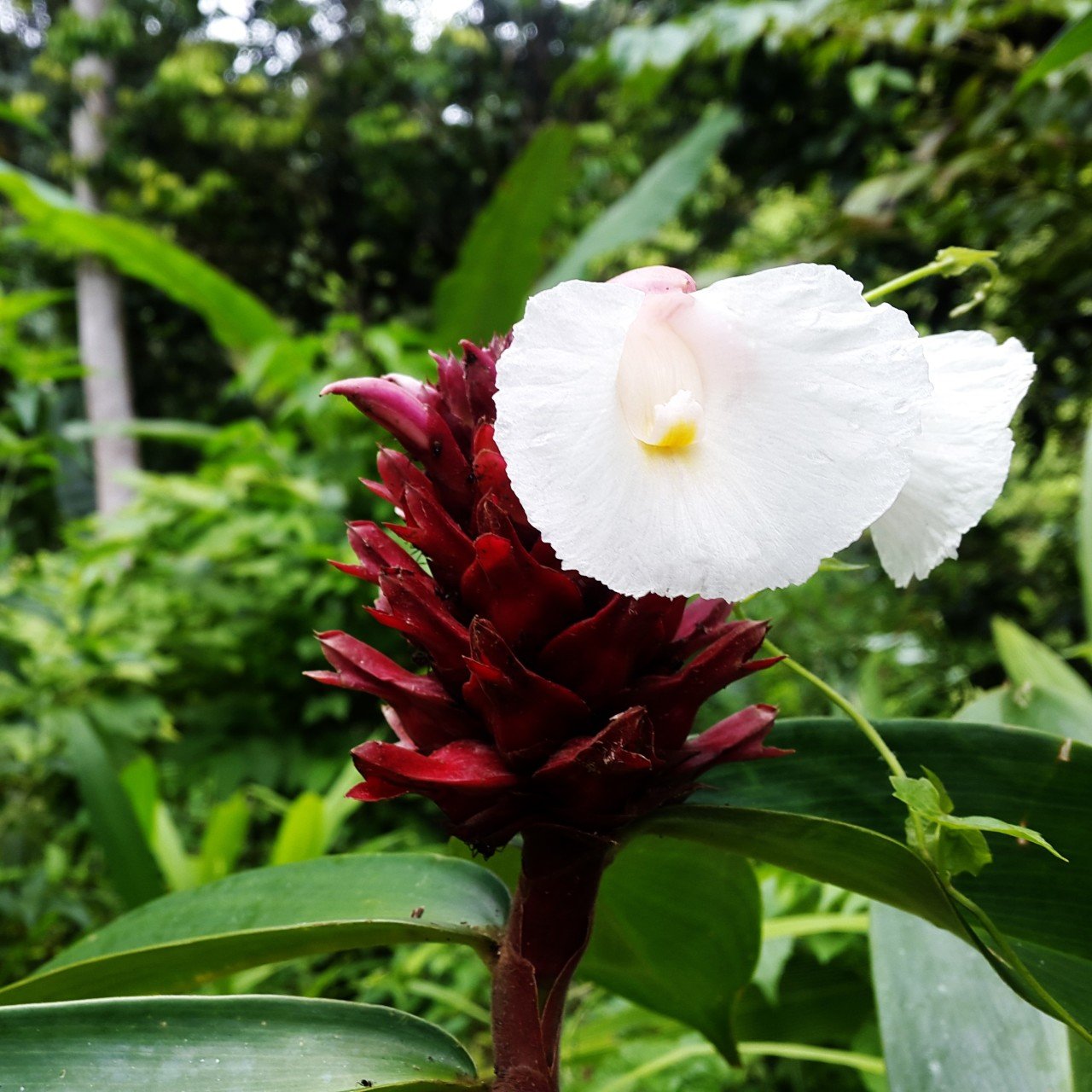 COSTUS speciosus Çiçeği Tohumu (5 tohum)
