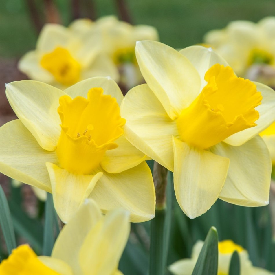 Hoş Kokulu Golden Salome Daffodil Nergis Soğanı (5 adet)