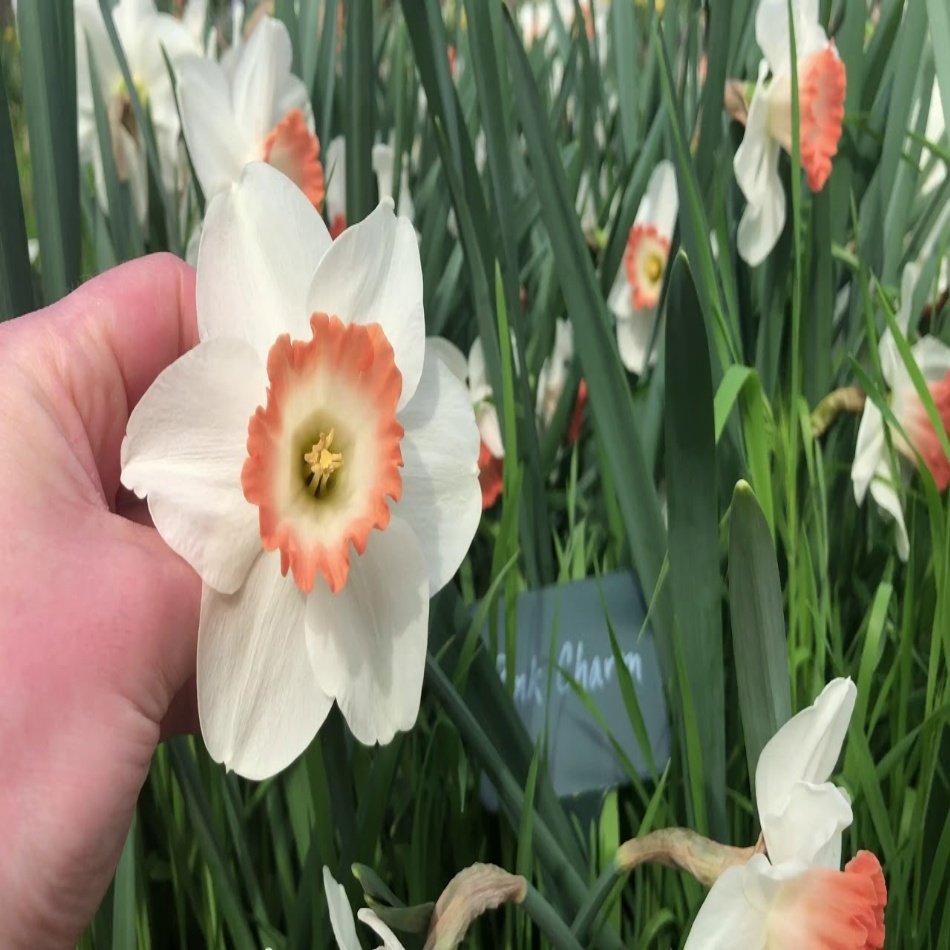 Özel Renk Nadir Pink Charm Daffodil Nergis Soğanı (5 adet)