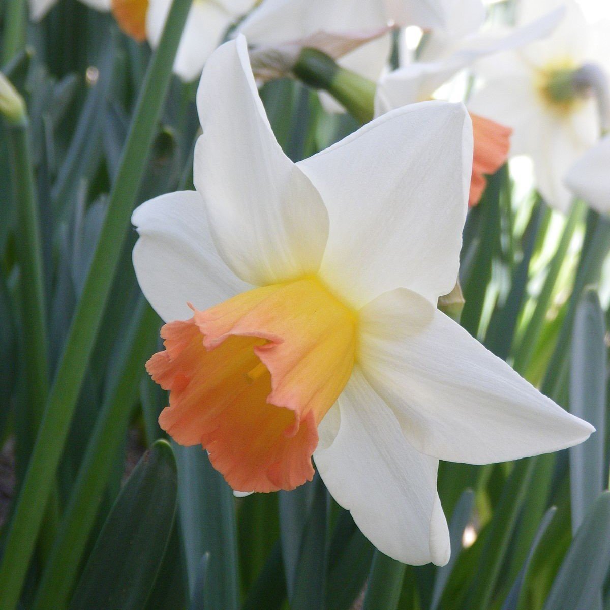 Nadir Çeşit Salome Beauty Daffodil Nergis Soğanı (5 adet)