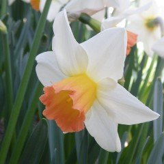 Nadir Çeşit Salome Beauty Daffodil Nergis Soğanı (5 adet)