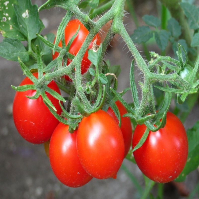 Salkım Riesentraube Domates Tohumu-(20 Tohum)