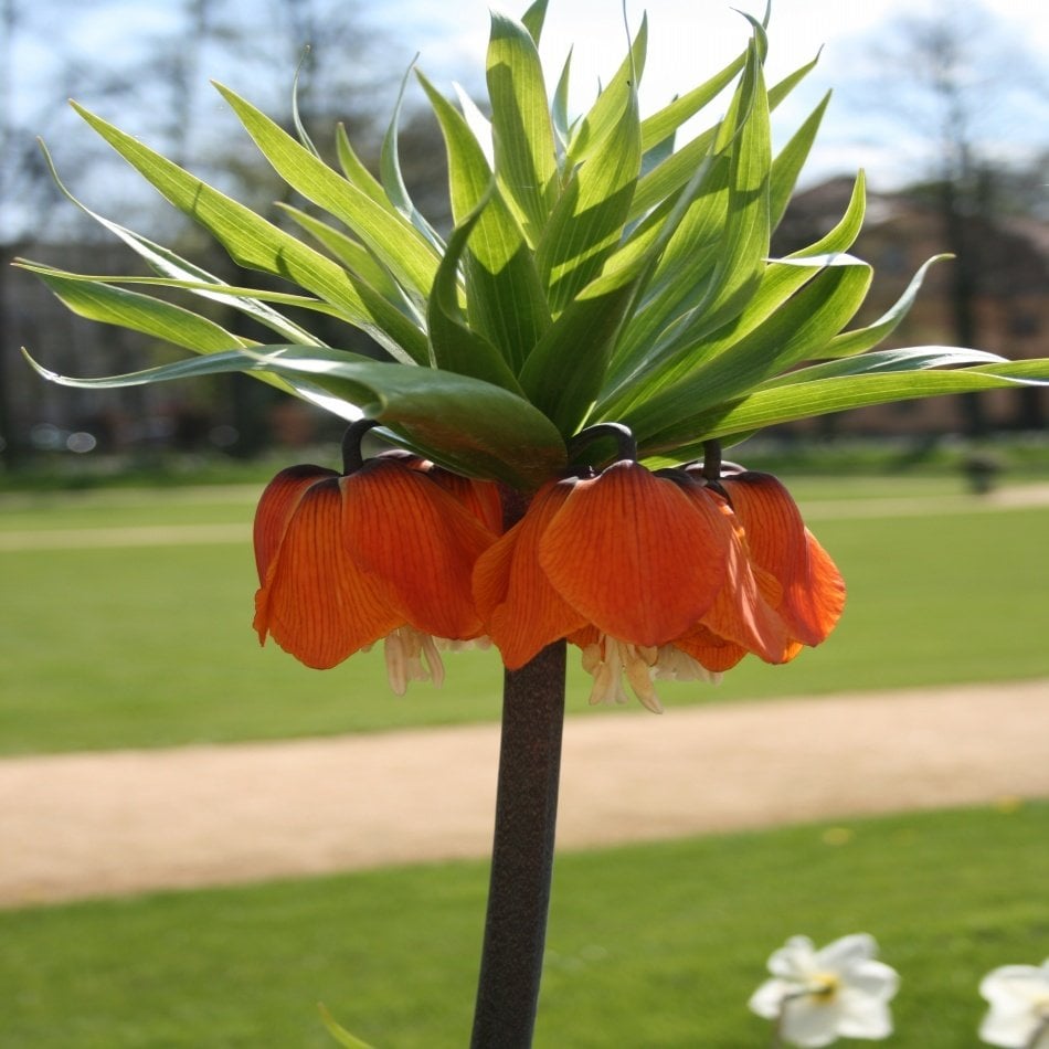 Turuncu Renkli Aurora Fritillaria Imperialis Ters Lale Soğanı (1 Adet)