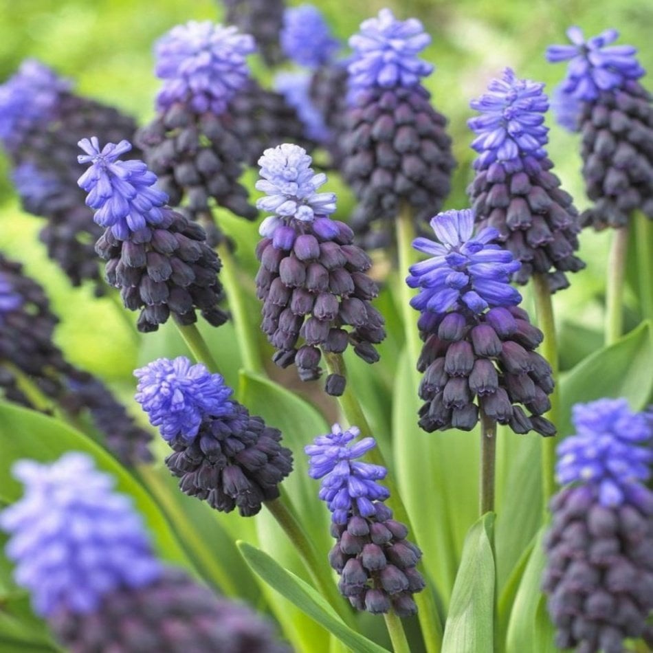 Muscari Latifolium Üzüm Sümbülü Soğanı (10 adet)