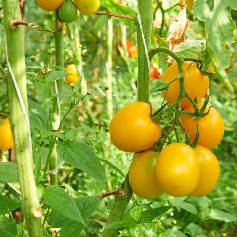 Sarı Altın Jubile Domates Tohumu-(19 Adet)