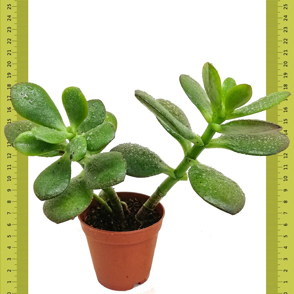 Para Crassula Ovata Minor Feng Shu Sukulent (Saksıda)