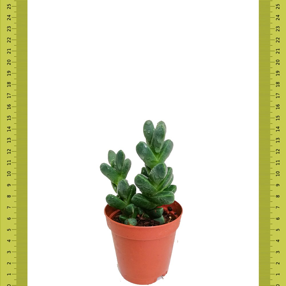 Tomurcuk Delosperma Lehmannii Sukulent (Saksıda)