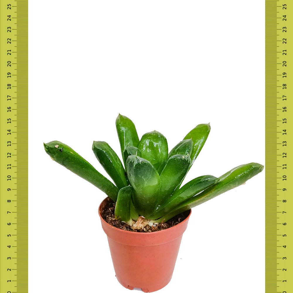 Özel Haworthia Retusa Sukulent (Saksıda)