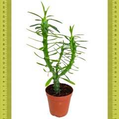 Yeni Çeşit Euphorbia Neriifolia Sukulent (Saksıda)