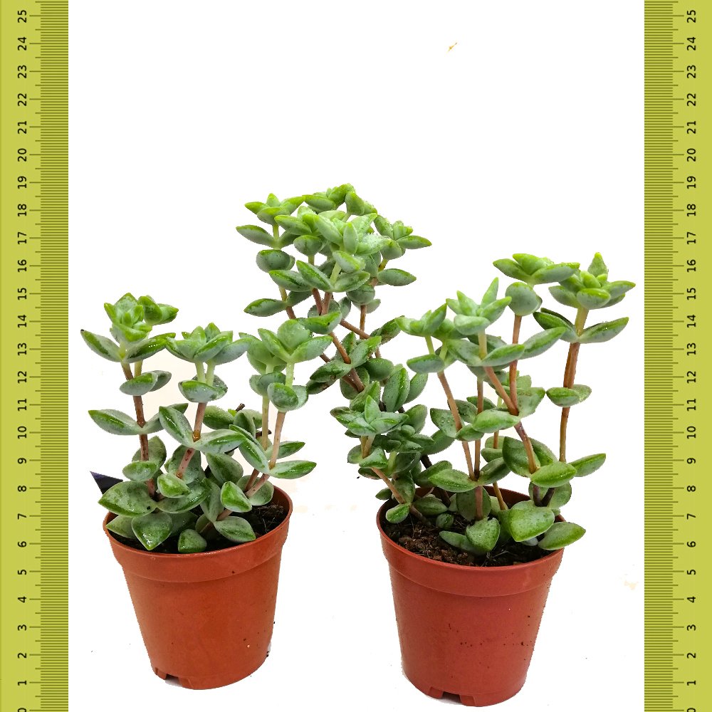 Uçları Kızaran Crassula Rupetris Sukulent (Saksıda)