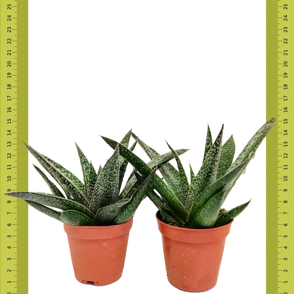 Gösterişli Gasteraloe Flow Howarthia Sukulent (Saksıda)