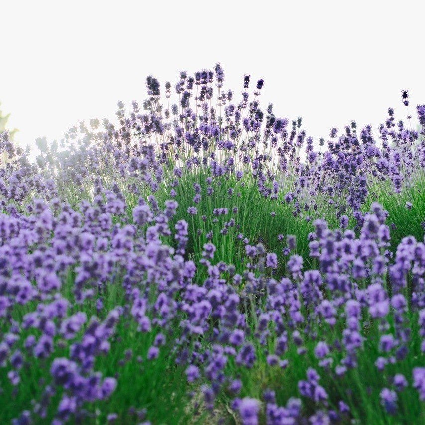 Limonium Sinuatum Lilac Lavender Deniz Lavantası Tohumu (30 tohum)
