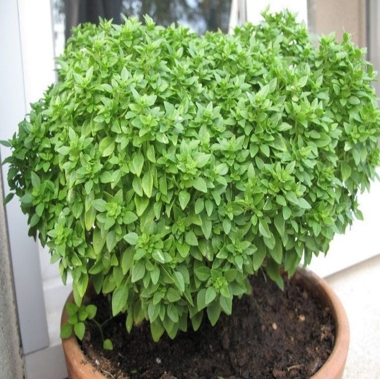 Limon Fesleğen Tohumu Dik Gelişen (100 tohum)