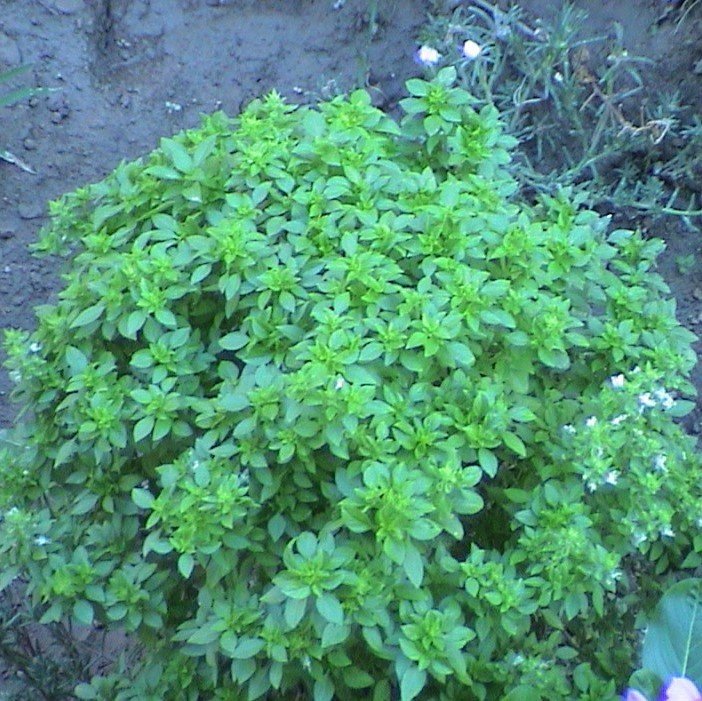Saksılık Fesleğen Tohumu Doğal Küçük Yapraklı (100 tohum)