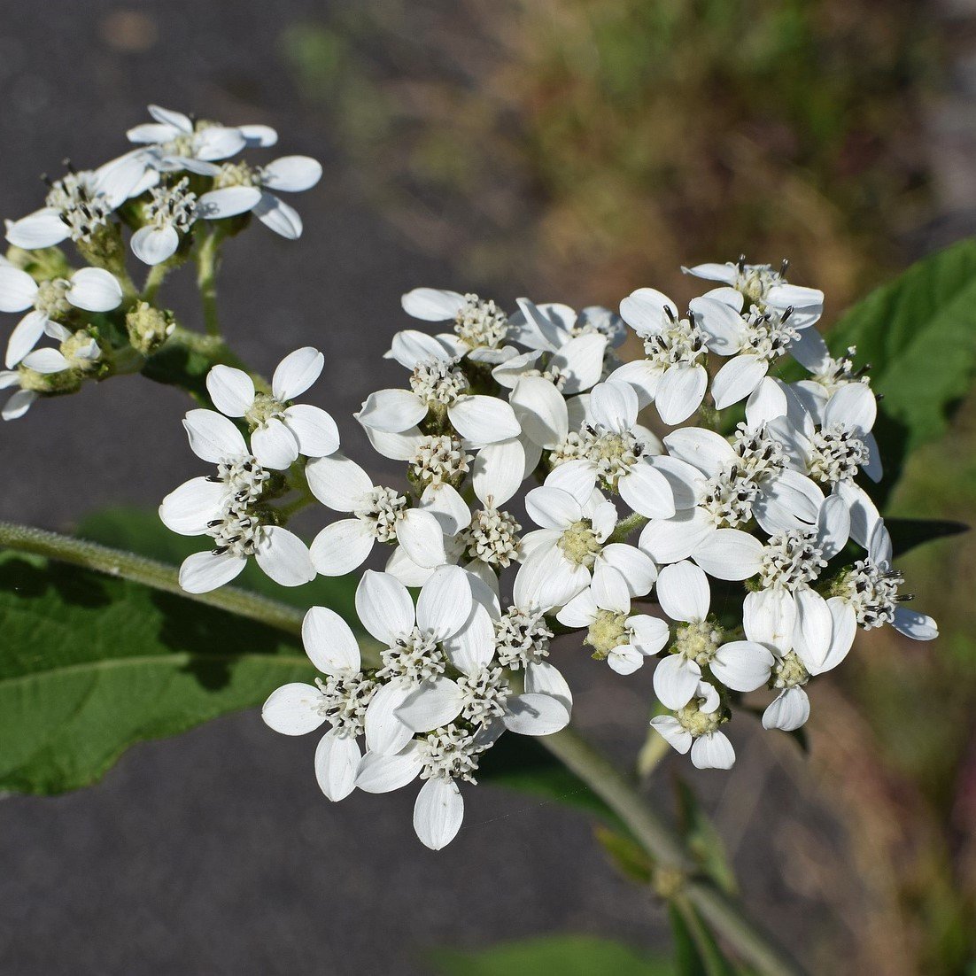 Boneset Çiçeği Tohumu Şifalı (50 tohum)