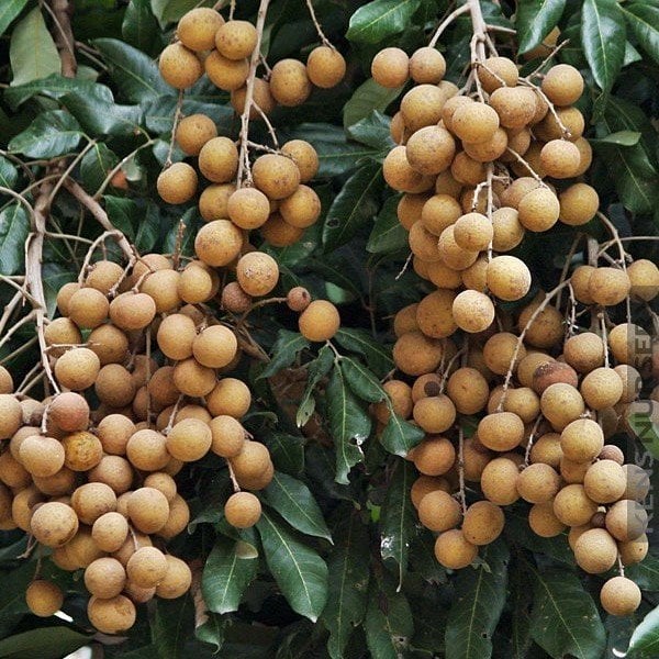 Nadir Çeşit Tüplü Longan(Ejderha Gözü) Fidanı