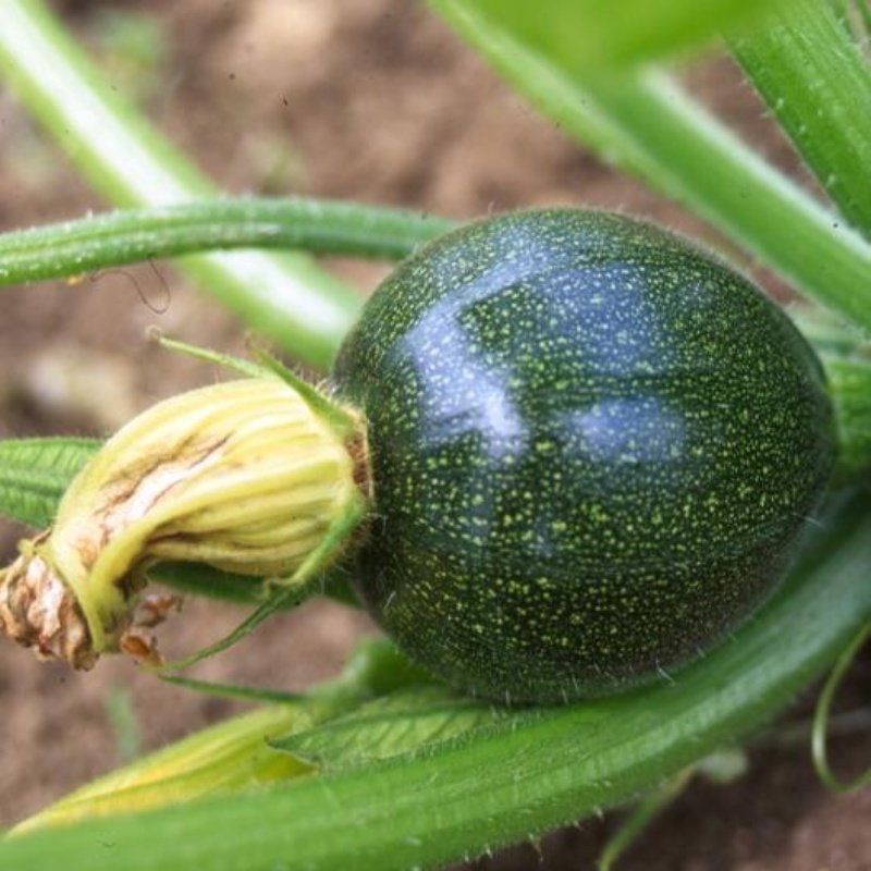 Dolmalık Round Zucchini Yaz Kabağı Tohumu (10 tohum)