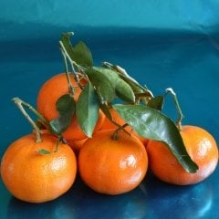 Tüplü Aşılı Meyve Verme Yaşında W.Murcott Mandalin Fidanı