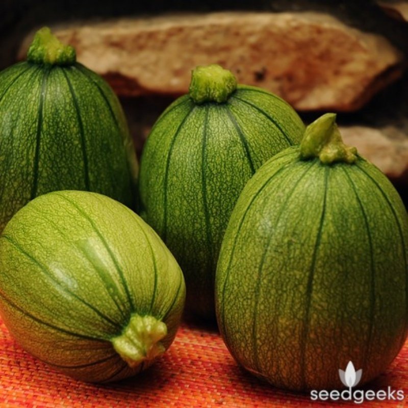 Yazlık Tatume Kabağı Tohumu(10 tohum)