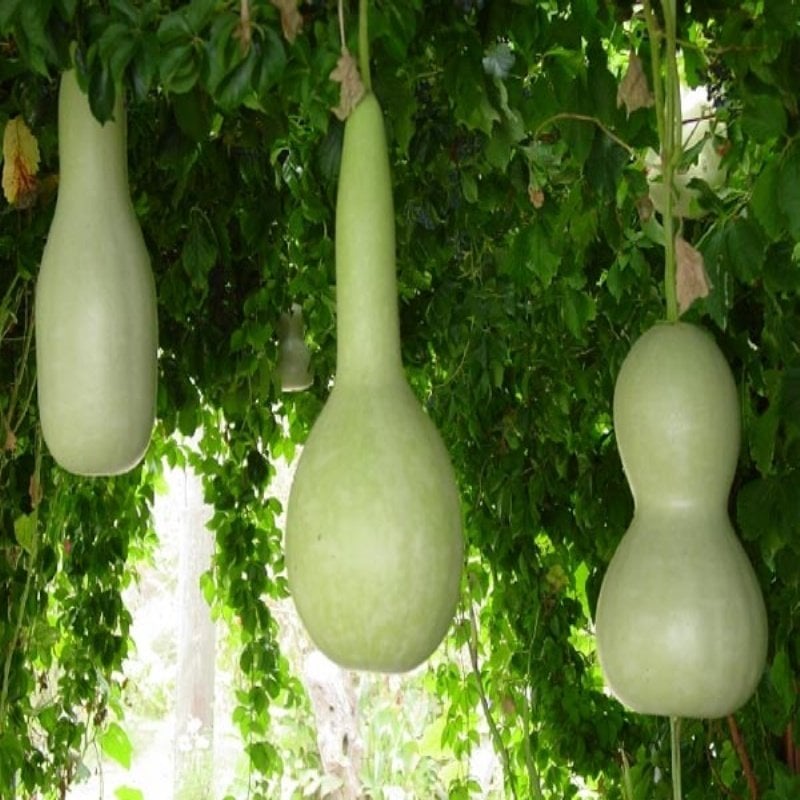 İnce Uzun Boylu (Su) Kabağı Tohumu (5 Tohum)