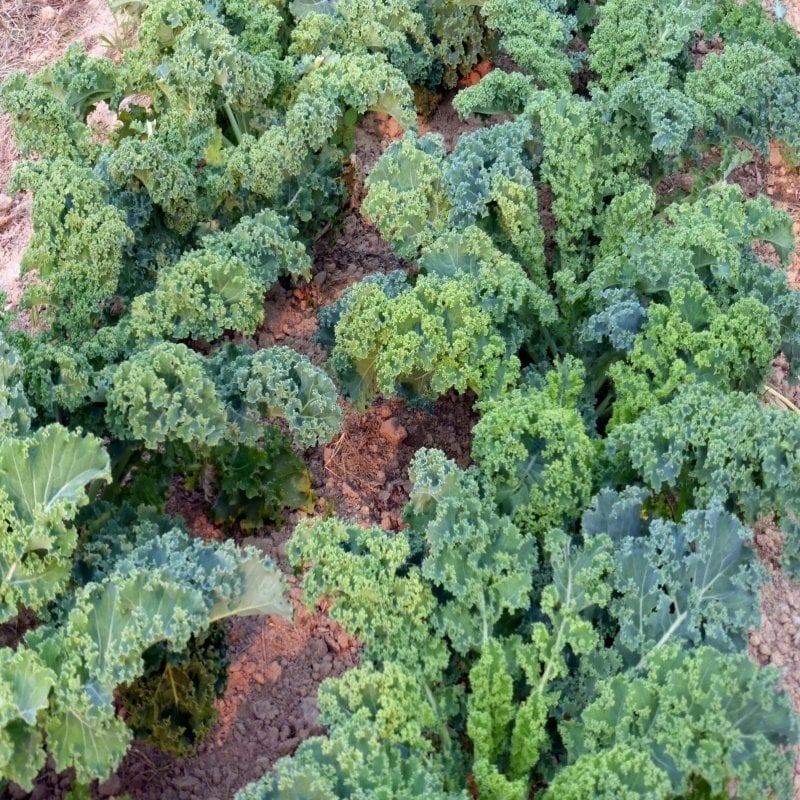 Lezzetli Bodur Scotch Kale Tohumu (50 tohum)