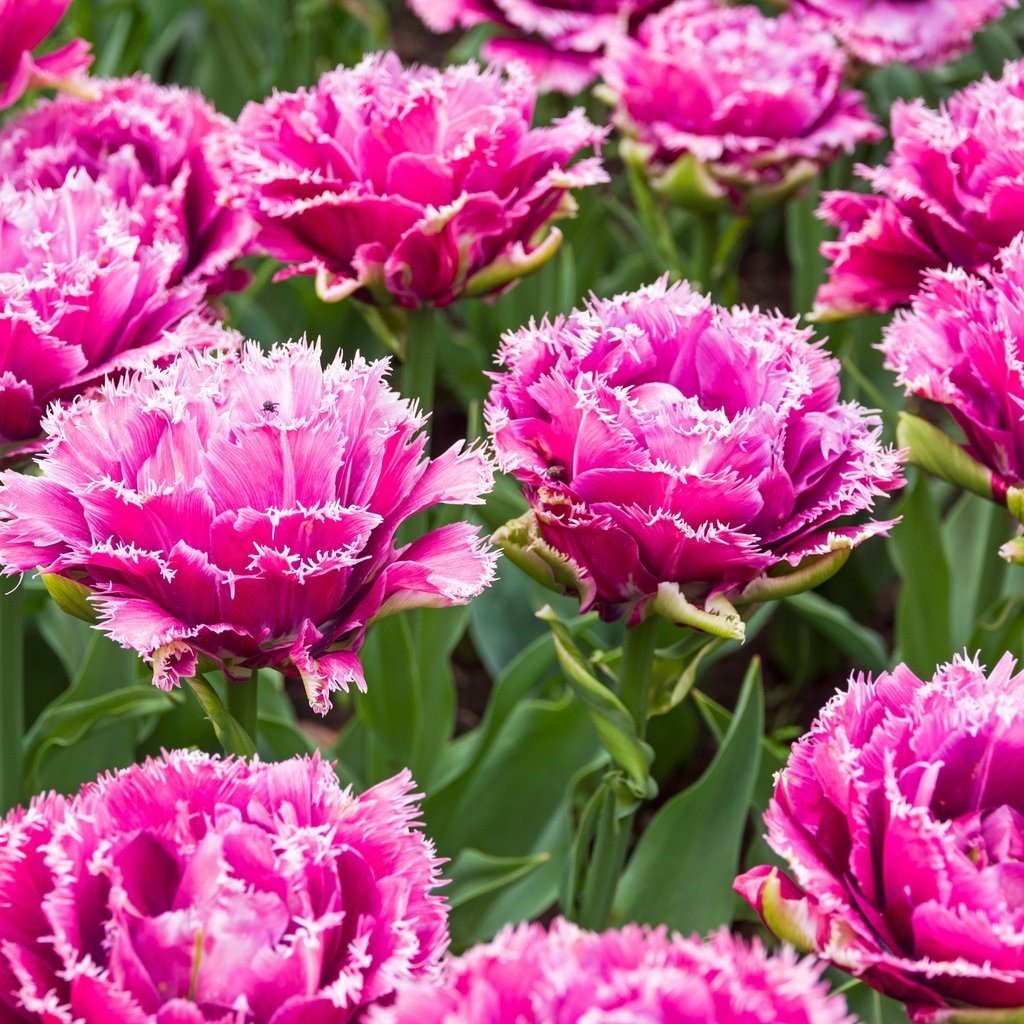 Joy Spring Fırfırlı Lale Soğanı (5 adet)