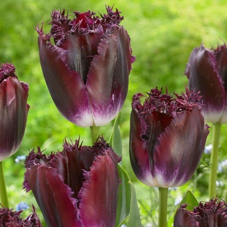Purple Crystal Fırfırlı Lale Soğanı (5 adet)
