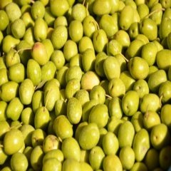 Akdeniz İncisi İri Boy Yeşil Sarıulak Zeytin (10 kg)