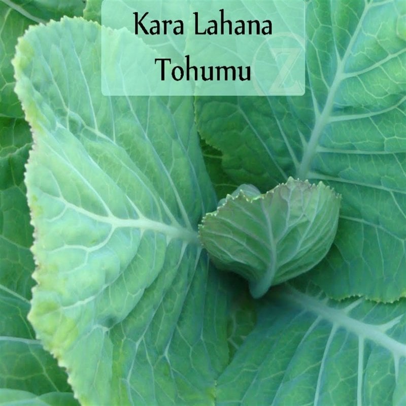 Morris Kara Lahana Tohumu (90 tohum)