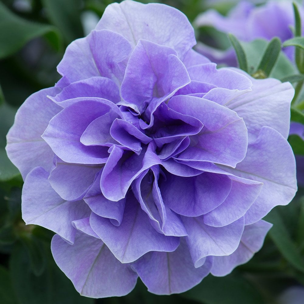 Calita Double Mavi Katmerli Blue Calibrochoa Çiçeği Fidesi(2 adet)