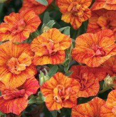 Calita Turuncu Katmerli Double Orange Calibrochoa Çiçeği Fidesi (2 adet)
