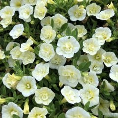 Calita Beyaz Katmerli Double Snow Calibrochoa Çiçeği Fidesi (2 adet)