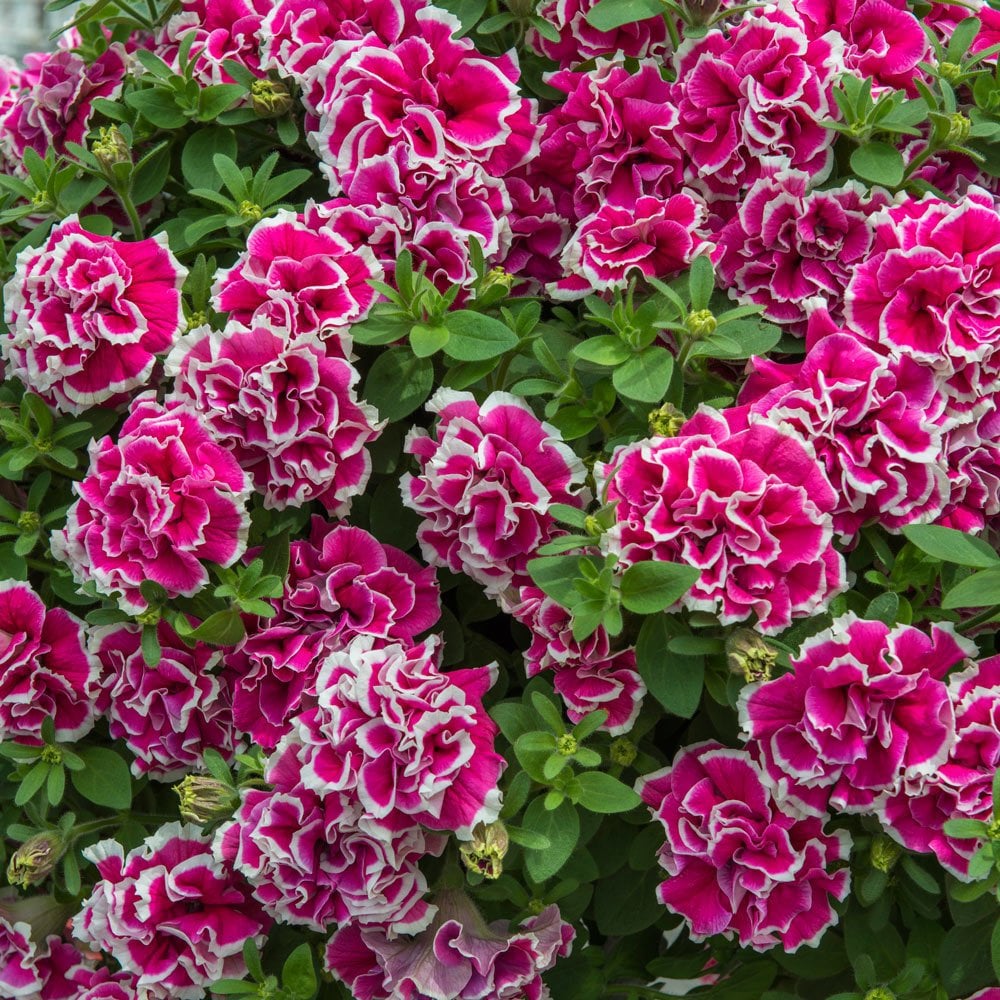 Anna Pink Katmerli Kokulu Petunya Çiçeği Fidesi (2 adet)