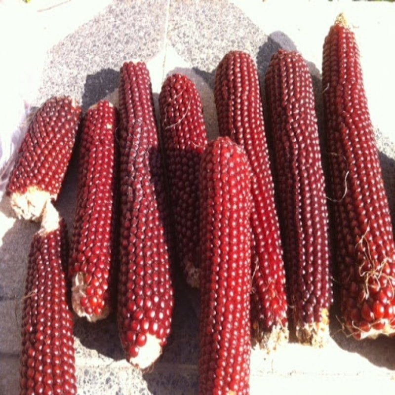 Red Ruby Mısır Tohumu (10 tohum)