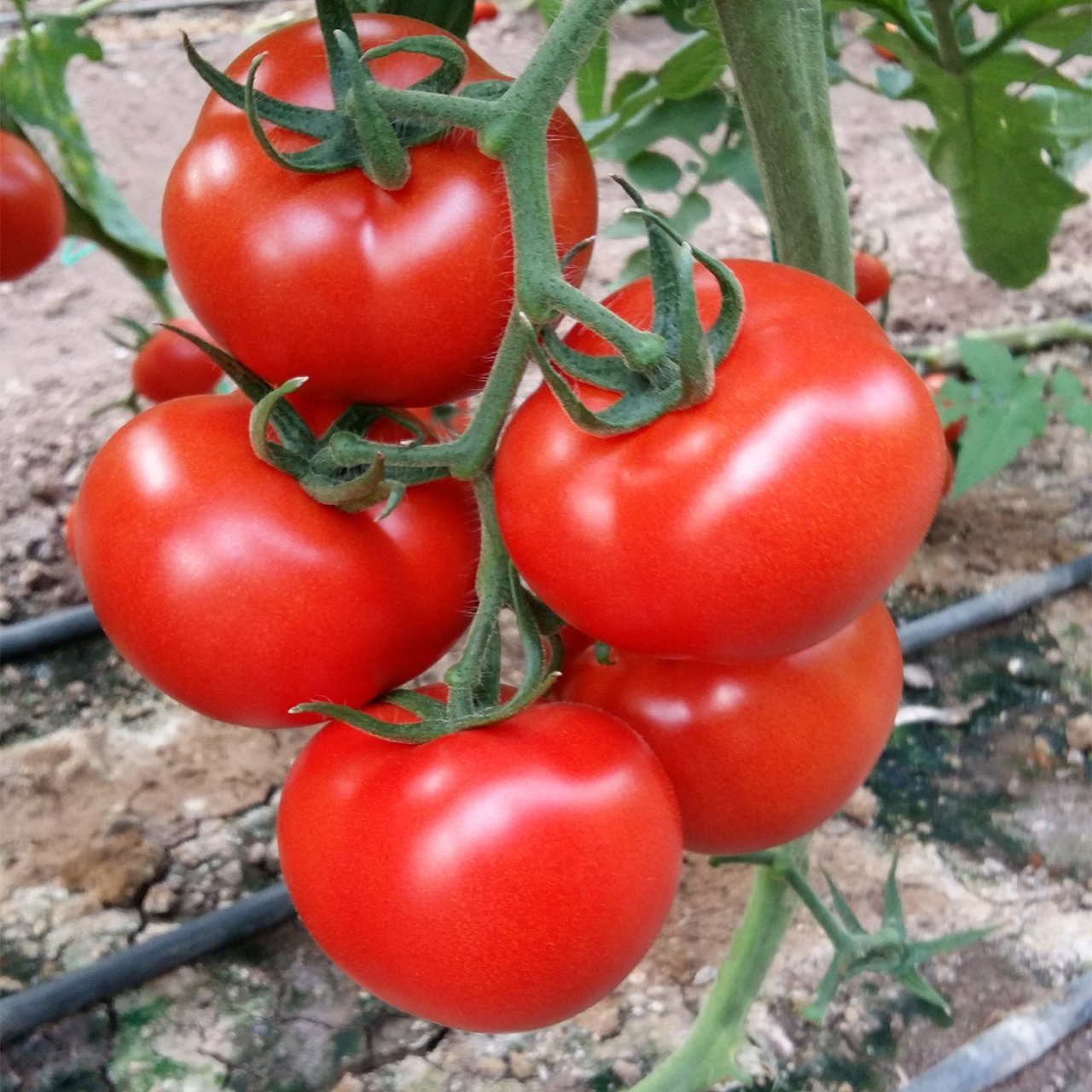 Yüksek Verimli Özel Ayaş Domatesi Fidesi (5 Adet)