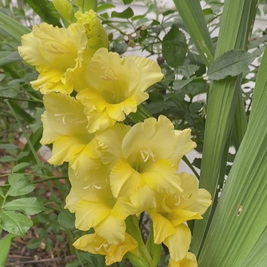 Gladiolus Yellow Swan Sarı Glayör Çiçeği Soğanı (2 adet)