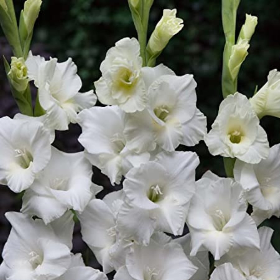 Gladiolus White Swan Beyaz Glayör Çiçeği Soğanı (2 adet)