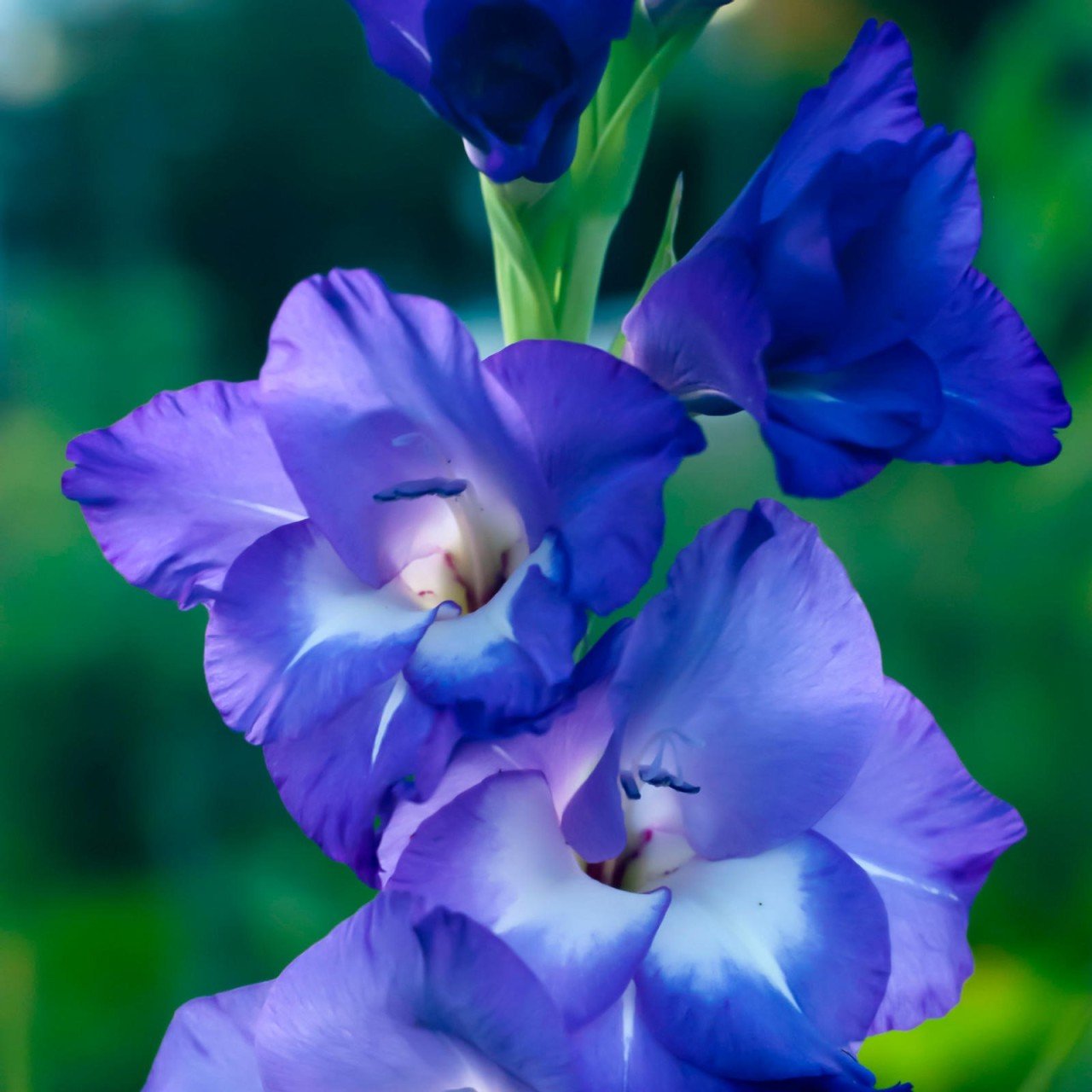 Gladiolus Blue Swan Glayör Çiçeği Soğanı (2 adet)