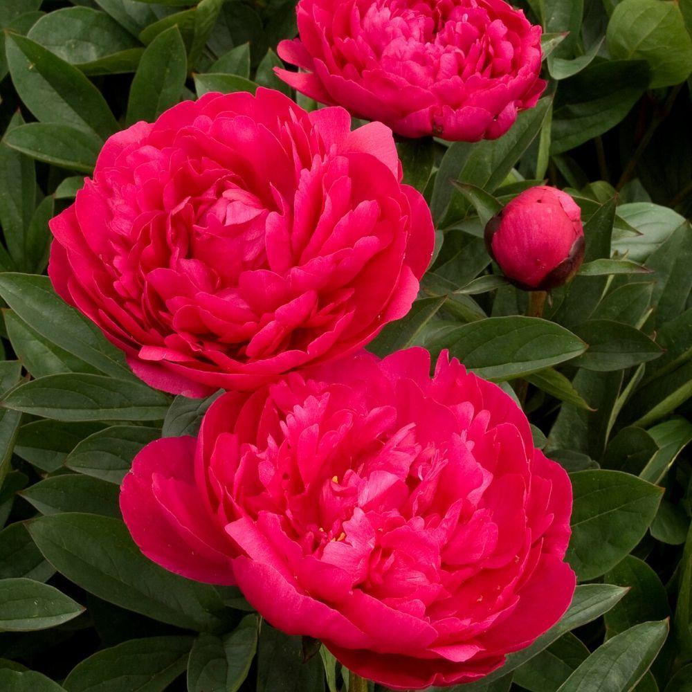 Peonies Festiva Maxima Red Şakayık Çiçeği Yumrusu(1 Adet)