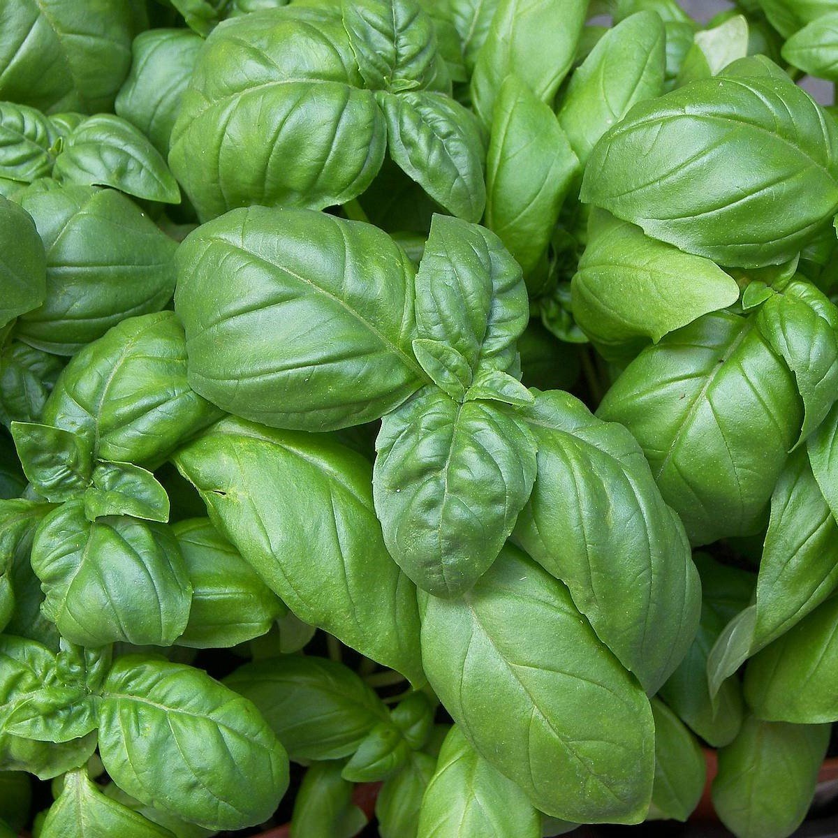 Green Wings Yeşil Yapraklı Fesleğen Fidesi (30 adet)