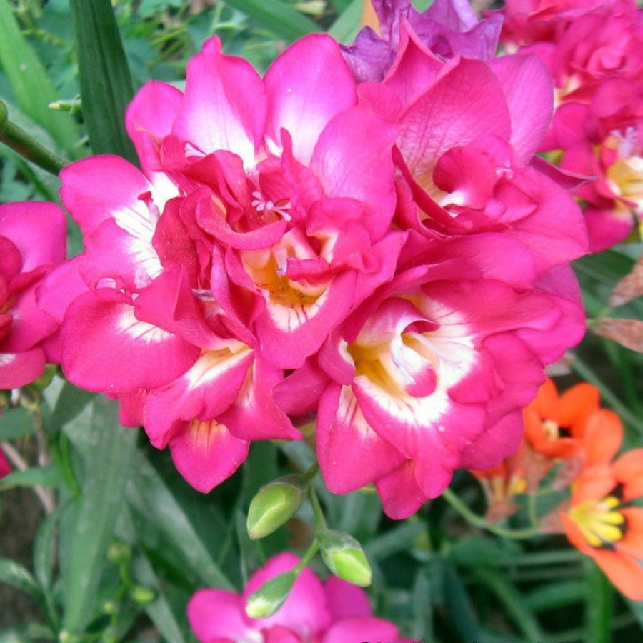 Double Pink Frezya Çiçeği Soğanı (5 Adet)