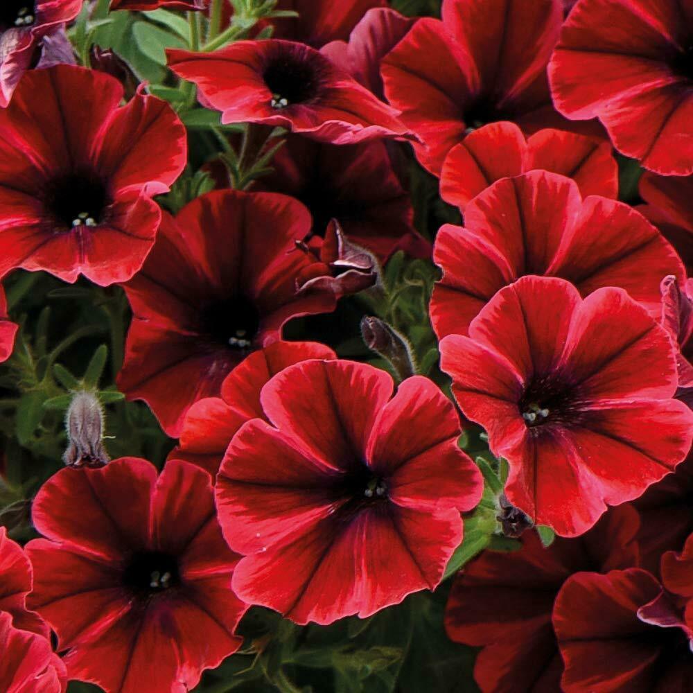 Sweetunia Fioma Flash Çiçekli Petunya Fidesi (3 adet)